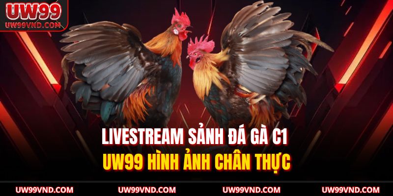 Livestream sảnh đá gà C1 UW99 hình ảnh chân thực 