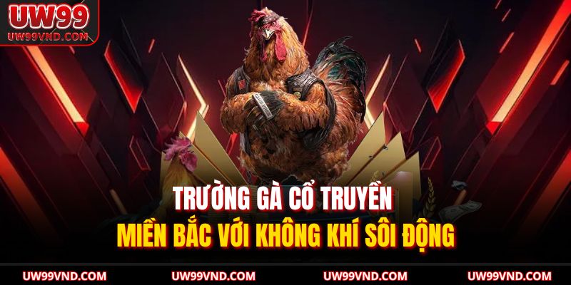 Trường gà cổ truyền miền Bắc với không khí sôi động 